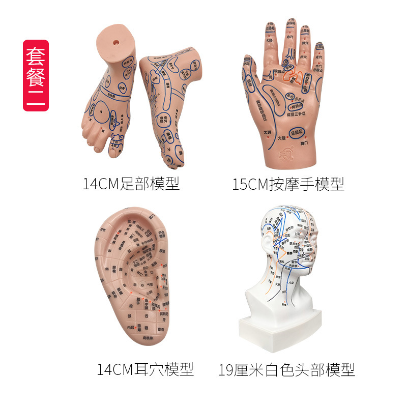 Acupoint Model Set: Foot, Hand, and Ear Reflexology Meridian Learning Tool for Wellness Education - Image 3