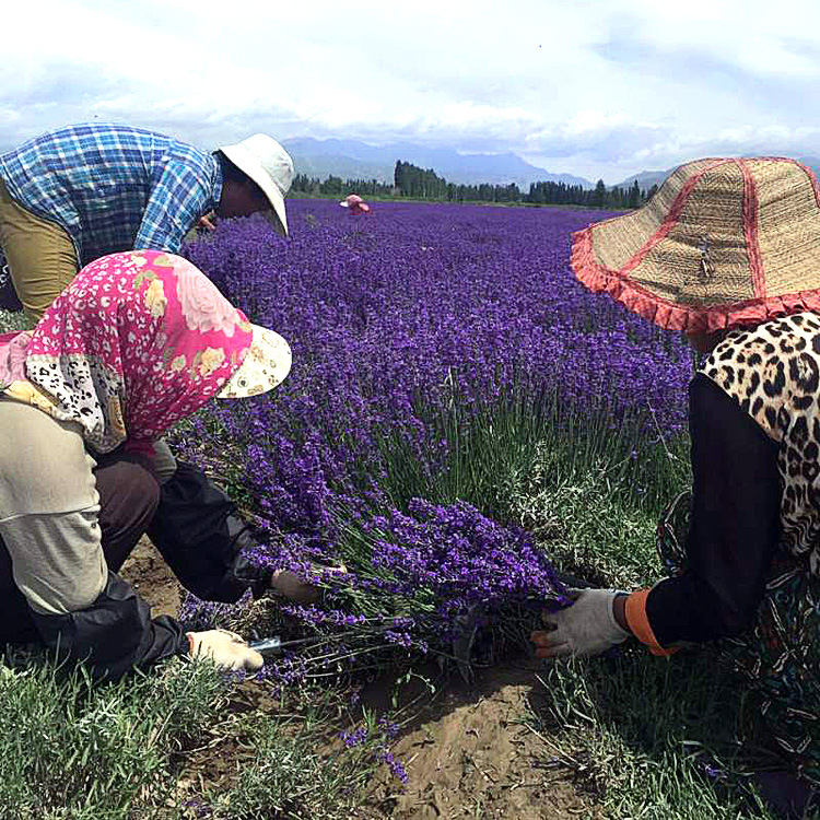 Xinjiang Yili Dried Lavender Flower Buds Sachet Filling, Natural Aromatic Home Wellness Accessory - Image 3