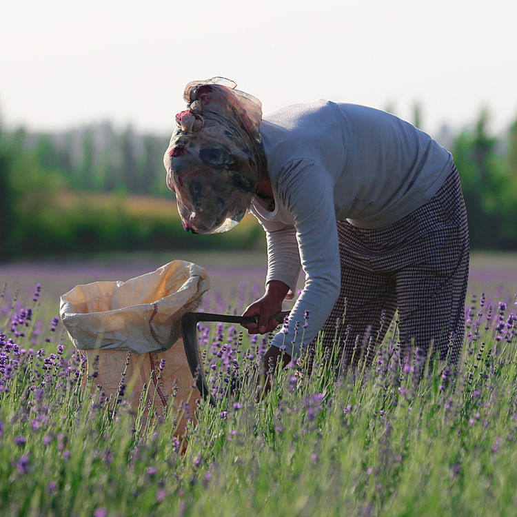 Xinjiang Yili Dried Lavender Flower Buds Sachet Filling, Natural Aromatic Home Wellness Accessory - Image 4