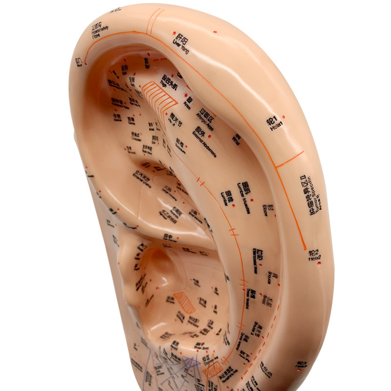 40cm PVC Ear Acupuncture Model with Chinese & English Labels, Acupoint & Meridian Self-Care Study Tool - Image 4
