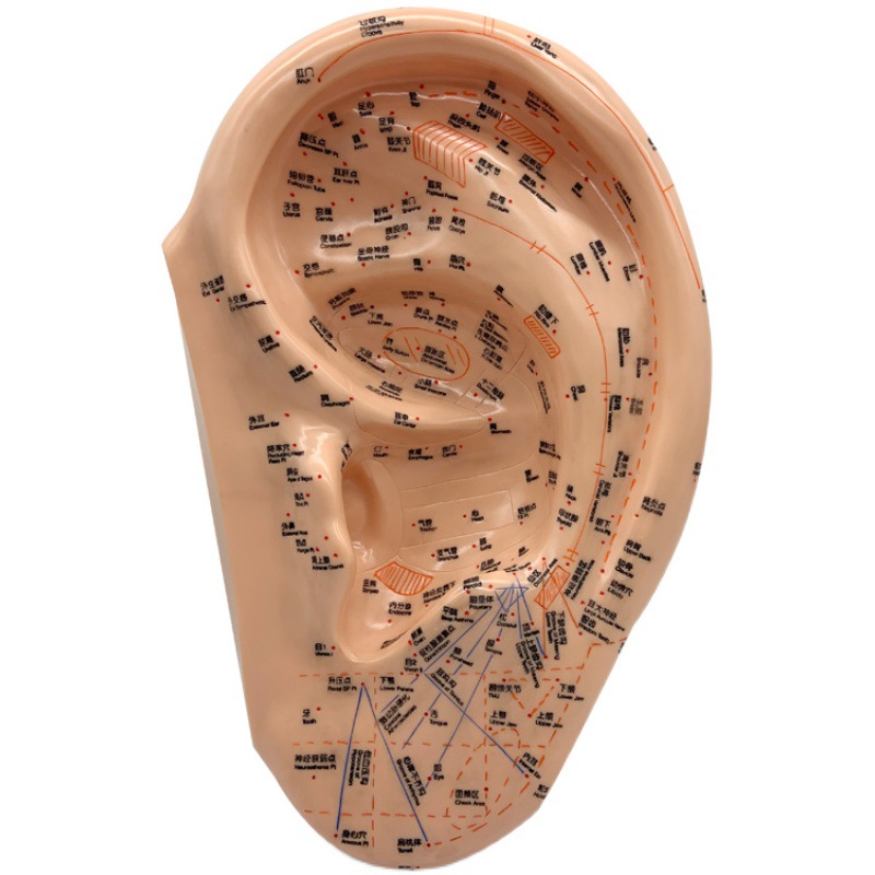 40cm PVC Ear Acupuncture Model with Chinese & English Labels, Acupoint & Meridian Self-Care Study Tool - Image 3