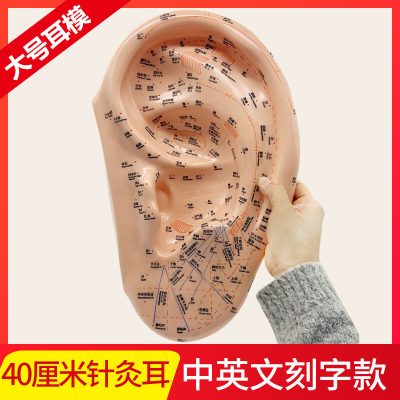 40cm PVC Ear Acupuncture Model with Chinese & English Labels, Acupoint & Meridian Self-Care Study Tool