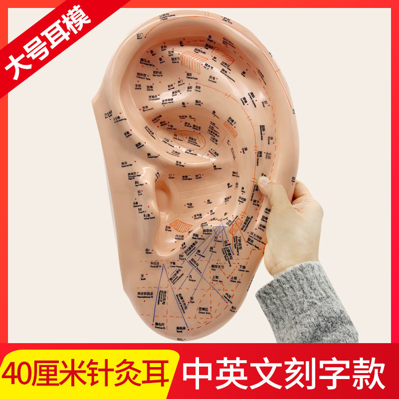 40cm PVC Ear Acupuncture Model with Chinese & English Labels, Acupoint & Meridian Self-Care Study Tool