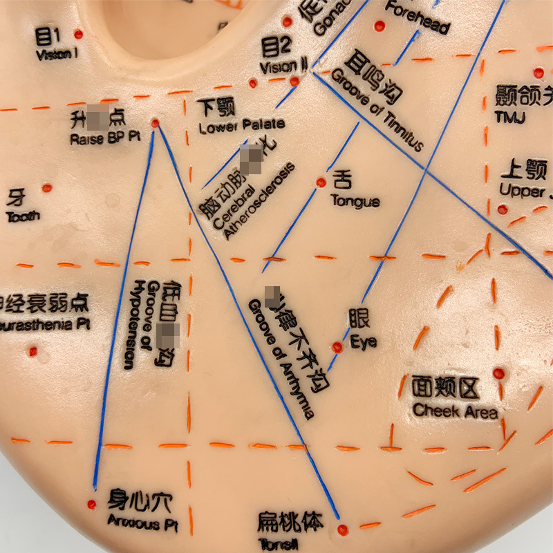 40cm PVC Ear Acupuncture Model with Chinese & English Labels, Acupoint & Meridian Self-Care Study Tool - Image 2