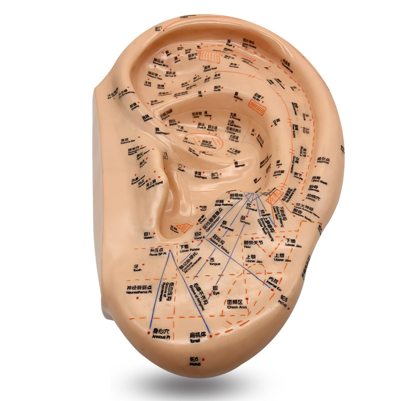40cm PVC Ear Acupuncture Model with Chinese & English Labels, Acupoint & Meridian Self-Care Study Tool - Image 5