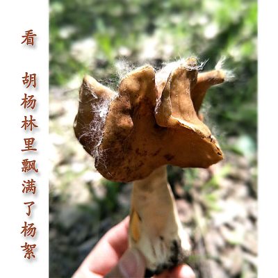Xinjiang Yili Dried Wrinkled-Handled Morel Mushrooms, Wild Bachu Mushrooms for Gourmet Cooking and Gifting, 100g