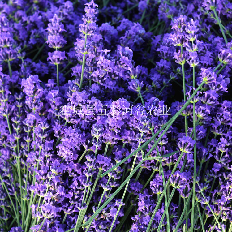 Xinjiang Yili Lavender Bouquet, Naturally Dried Lavender Dried Branches, Space Blue Aromatic Decor - Image 3
