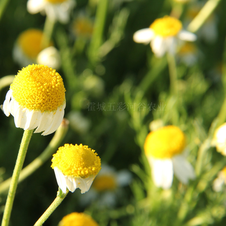 Dried Roman Chamomile Flowers for Aromatherapy Sachets, Xinjiang Natural Herbal Craft - Image 2