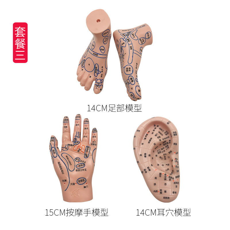 Acupoint Model Set: Foot, Hand, and Ear Reflexology Meridian Learning Tool for Wellness Education - Image 4