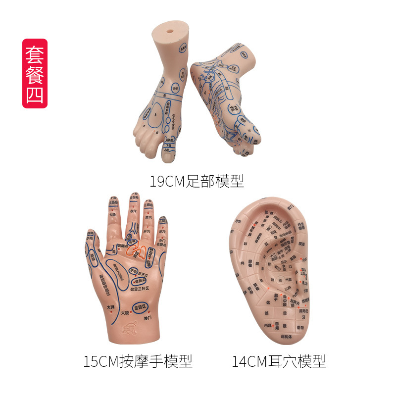 Acupoint Model Set: Foot, Hand, and Ear Reflexology Meridian Learning Tool for Wellness Education - Image 5