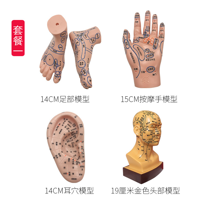 Acupoint Model Set: Foot, Hand, and Ear Reflexology Meridian Learning Tool for Wellness Education - Image 2