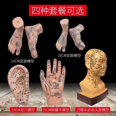 Acupoint Model Set: Foot, Hand, and Ear Reflexology Meridian Learning Tool for Wellness Education