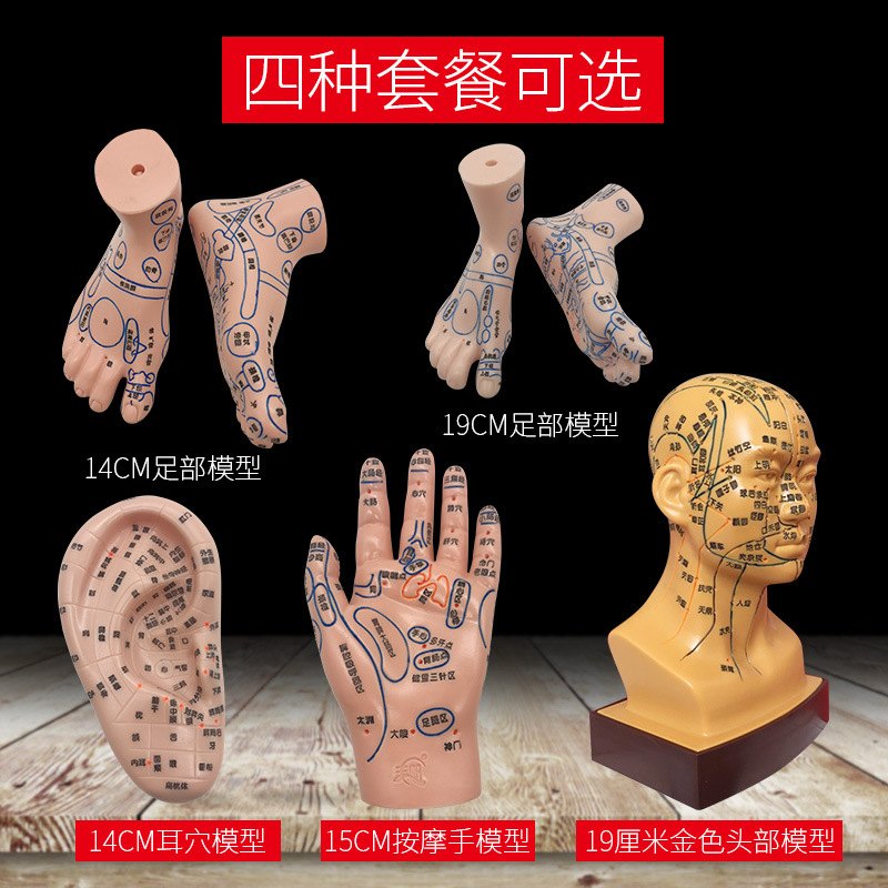 Acupoint Model Set: Foot, Hand, and Ear Reflexology Meridian Learning Tool for Wellness Education