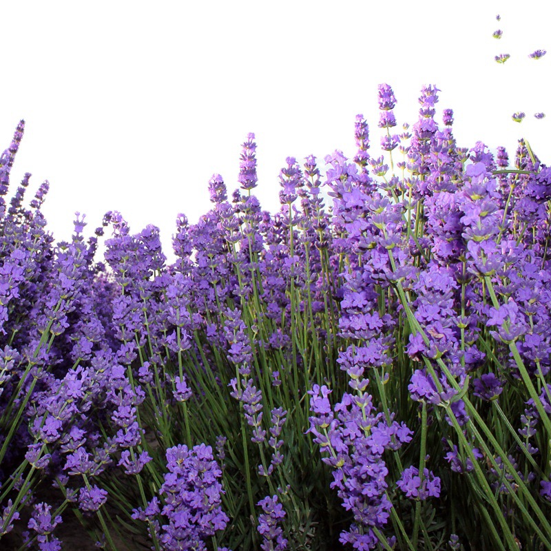 Xinjiang Yili Dried Lavender Flower Buds Sachet Filling, Natural Aromatic Home Wellness Accessory - Image 5