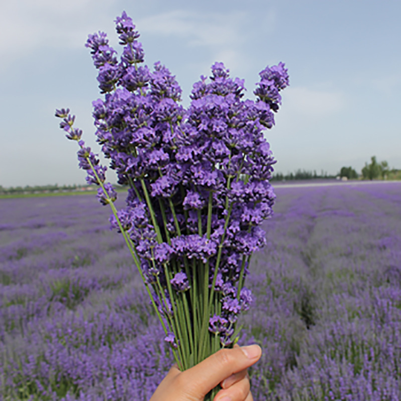 Xinjiang Yili Lavender Bouquet, Naturally Dried Lavender Dried Branches, Space Blue Aromatic Decor - Image 4