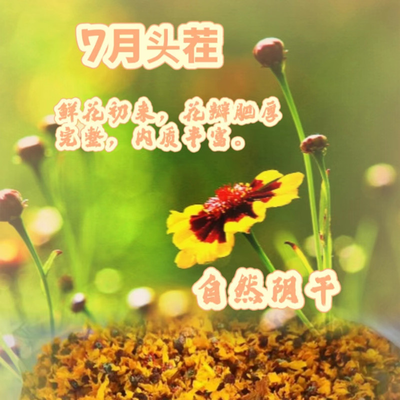 Xinjiang Plateau Kunlun Snow Chrysanthemum Dried Flower, Herbal Tea & Aromatherapy Ingredient - Image 3