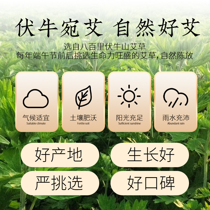 Five-year old Artemisia 500g Dragon Boat Festival Artemisia bulk gold Artemisia grass smoked ginger moxibustion ginger moxibustion - Image 4