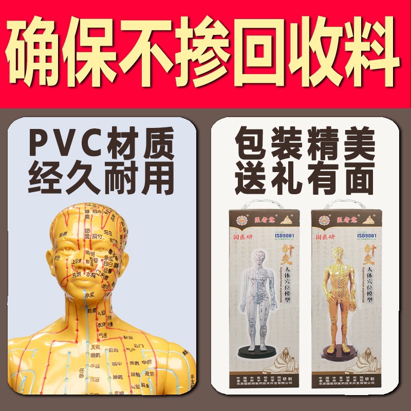 Meridian Acupoint Model Teaching Tool, Acupuncture Point Chart for Traditional Wellness Education - Image 4