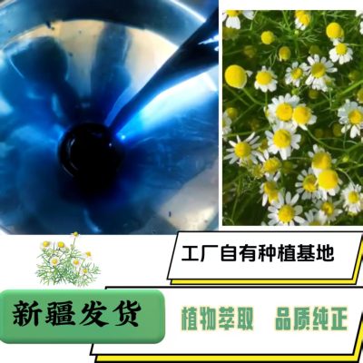 German Chamomile Essential Oil 100ml Pure Single Oil for Aromatherapy and DIY Wellness Blends