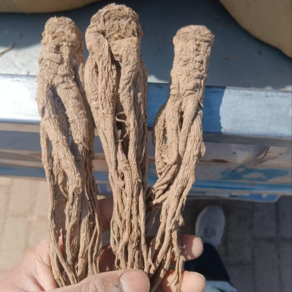Whole Root Dried Angelica from Min County, Gansu, Sulfur-Free, Direct from the Place of Origin, and Processing of Angelica as Chinese Medicinal Herb - Image 5
