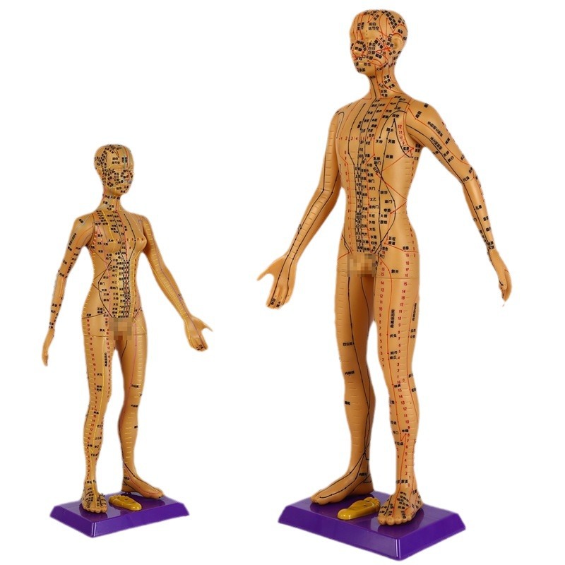 Meridian Acupoint Teaching Model, 60cm PVC Body Reference Figure for Learning - Image 5