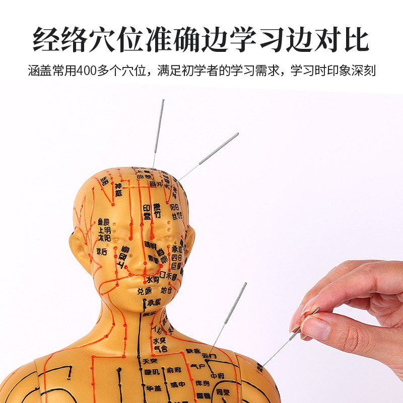 Meridian Acupoint Teaching Model, 60cm PVC Body Reference Figure for Learning - Image 2
