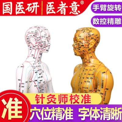 Meridian Acupoint Model Teaching Tool, Acupuncture Point Chart for Traditional Wellness Education