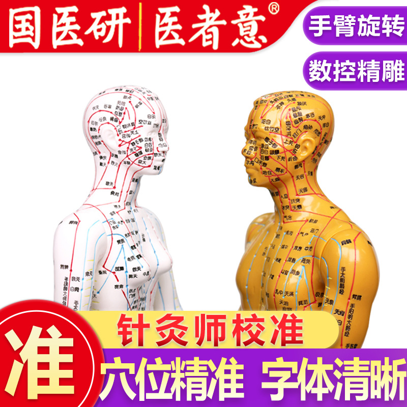 Meridian Acupoint Model Teaching Tool, Acupuncture Point Chart for Traditional Wellness Education