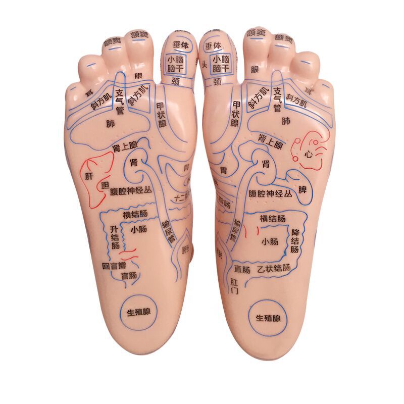 Foot Acupoint Reflexology Model with Clear Markings, Foot Reflex Zone Massager, Acupoint Stick, PVC Foot Model for Home Wellness Routine - Image 4