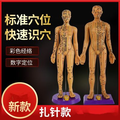 Meridian Acupoint Teaching Model, 60cm PVC Body Reference Figure for Learning