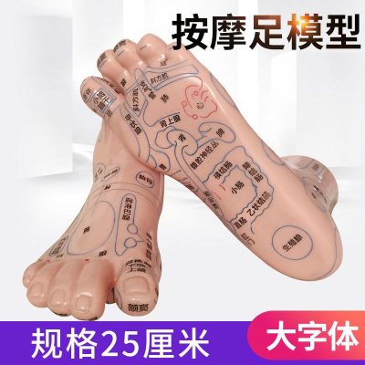 Foot Acupoint Reflexology Model with Clear Markings, Foot Reflex Zone Massager, Acupoint Stick, PVC Foot Model for Home Wellness Routine