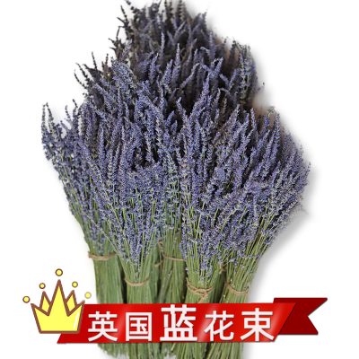 Xinjiang Natural Dried Lavender Bouquet, British Blue Long Spike, Home Decor & Aromatherapy Wellness