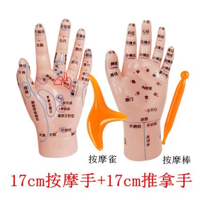Hand Acupoint Reflex Zone Model for Massage Practice, Large-Print Pediatric Hand Map, Home Wellness Learning Tool