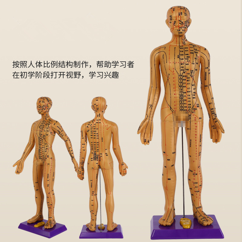 Meridian Acupoint Teaching Model, 60cm PVC Body Reference Figure for Learning - Image 4