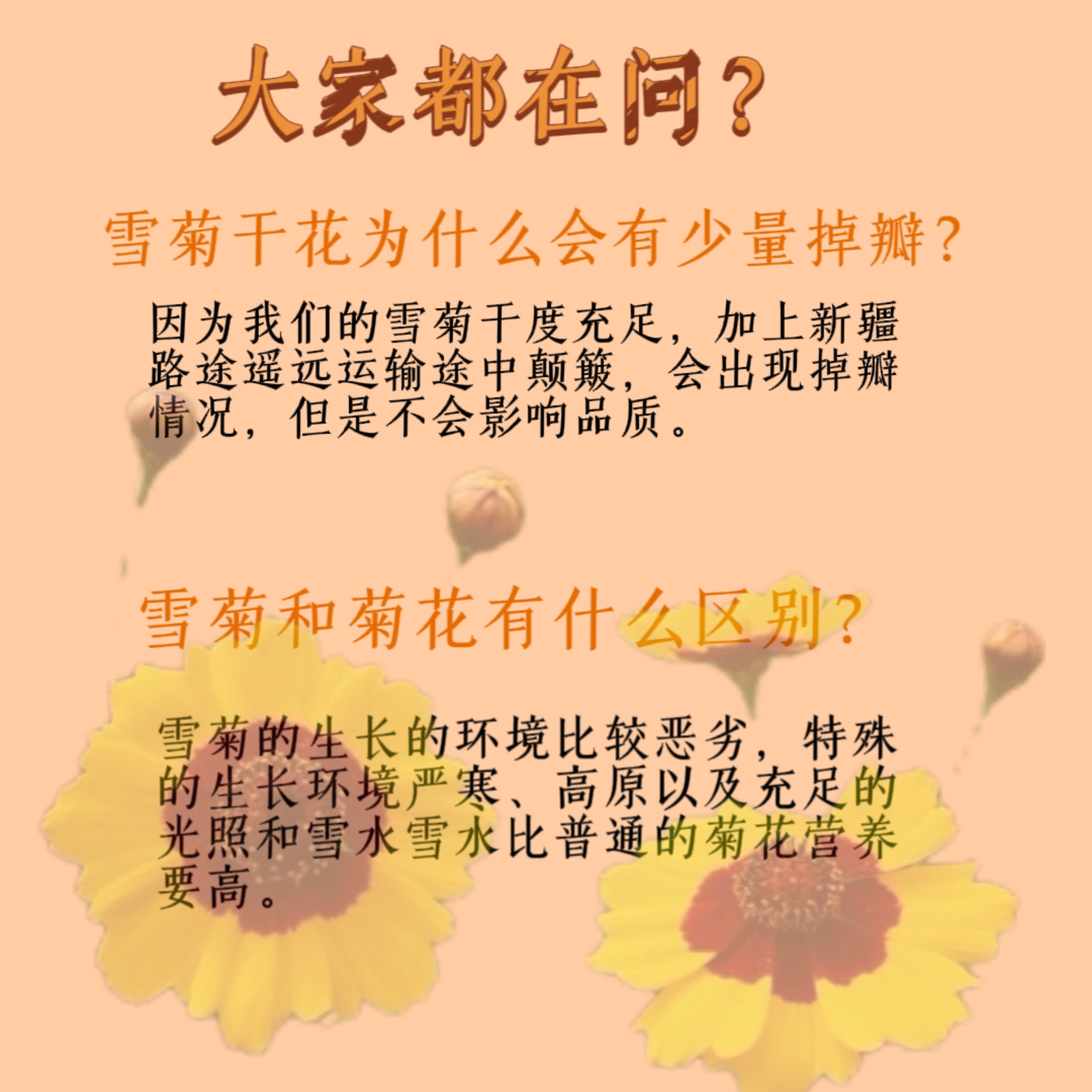 Xinjiang Plateau Kunlun Snow Chrysanthemum Dried Flower, Herbal Tea & Aromatherapy Ingredient - Image 4
