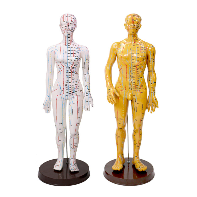 Meridian Acupoint Model Teaching Tool, Acupuncture Point Chart for Traditional Wellness Education - Image 5