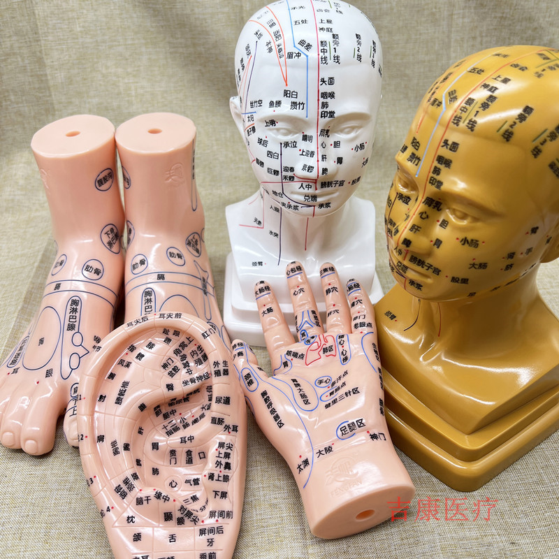 Ear Acupoint Model for Acupressure Massage Self-Care Routine, 13 cm PVC Reflexology Study Tool