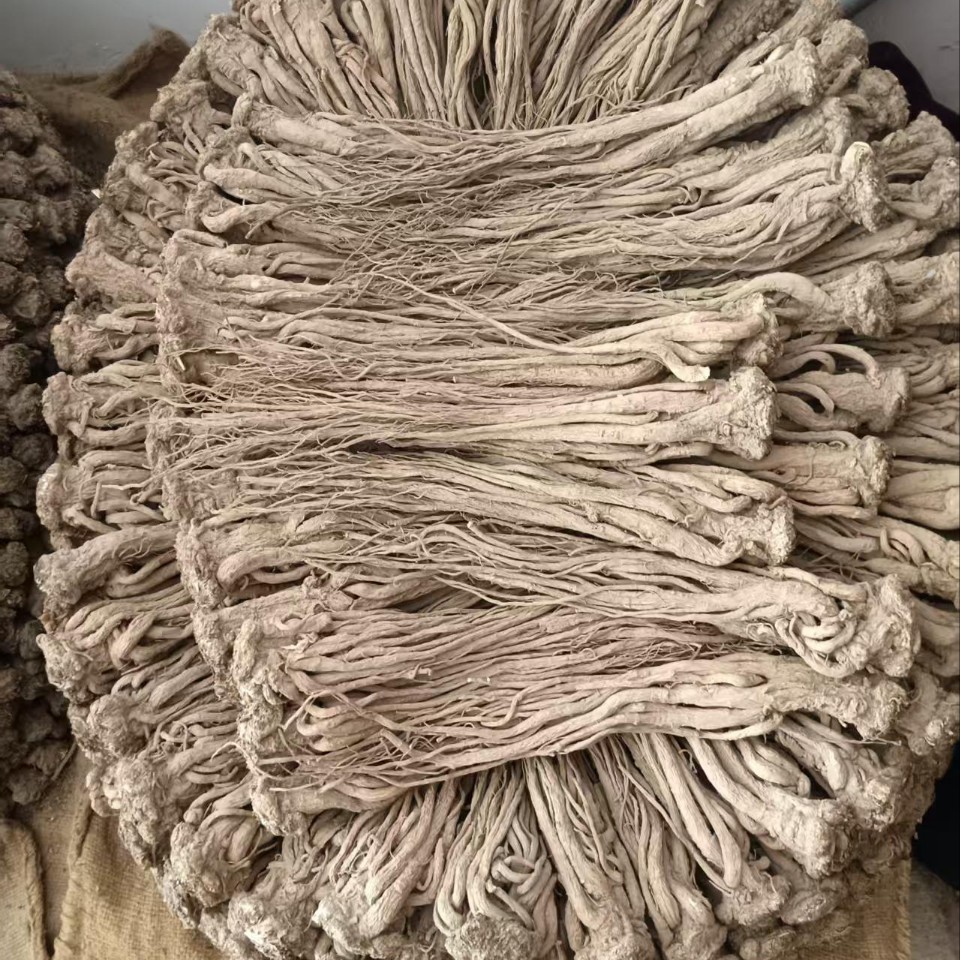 Whole Root Dried Angelica from Min County, Gansu, Sulfur-Free, Direct from the Place of Origin, and Processing of Angelica as Chinese Medicinal Herb - Image 3
