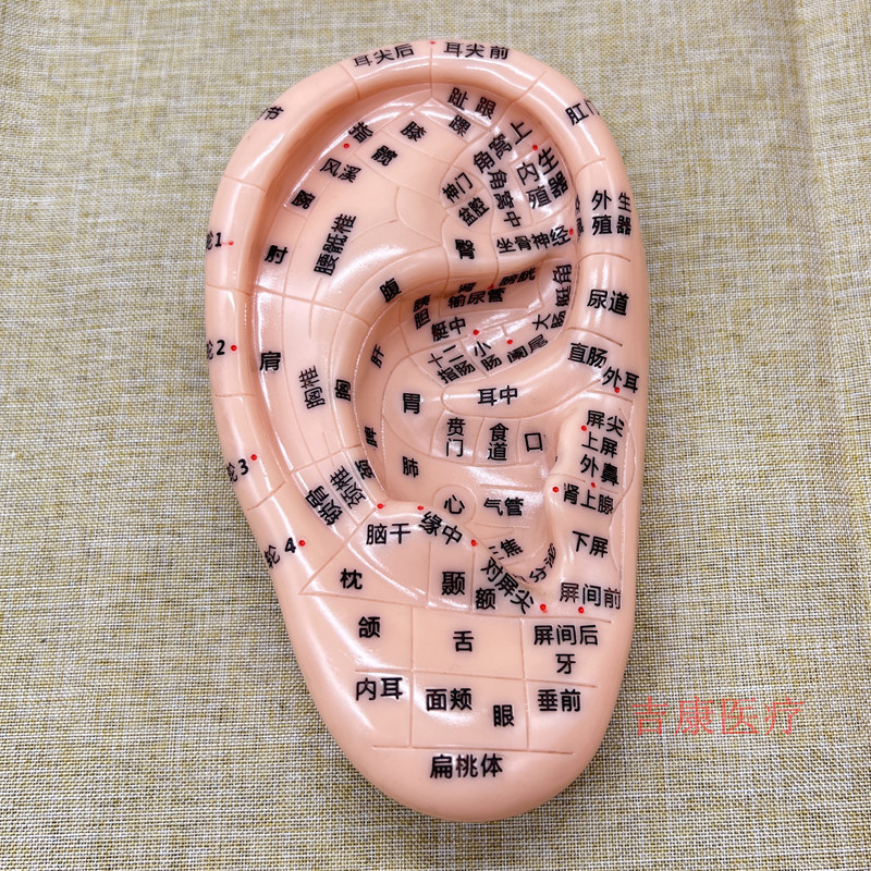 Ear Acupoint Model for Acupressure Massage Self-Care Routine, 13 cm PVC Reflexology Study Tool - Image 4