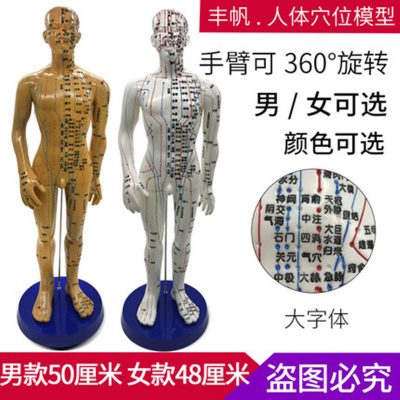 50cm PVC Acupuncture Point Teaching Model, Twelve Meridians Human Body Model for Massage Practice