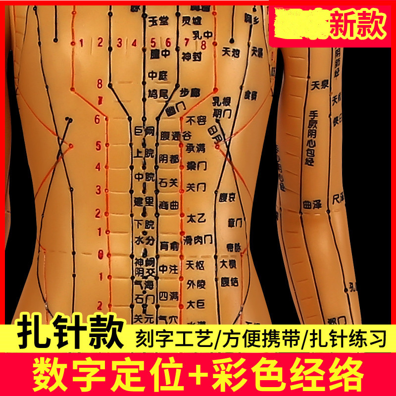 Meridian Acupoint Teaching Model, 60cm PVC Body Reference Figure for Learning - Image 3