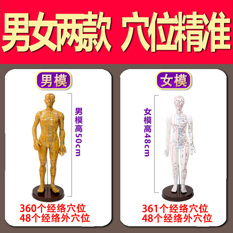 Meridian Acupoint Model Teaching Tool, Acupuncture Point Chart for Traditional Wellness Education - Image 2