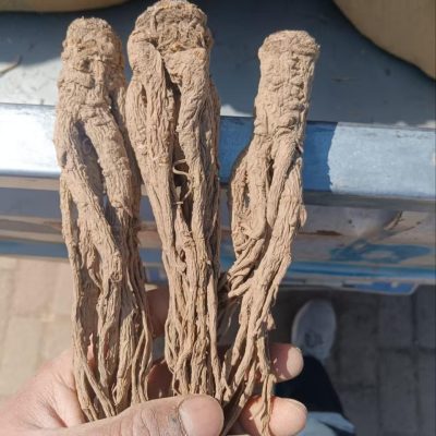 Whole Root Dried Angelica from Min County, Gansu, Sulfur-Free, Direct from the Place of Origin, and Processing of Angelica as Chinese Medicinal Herb