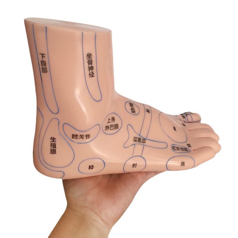 Foot Acupoint Reflexology Model with Clear Markings, Foot Reflex Zone Massager, Acupoint Stick, PVC Foot Model for Home Wellness Routine - Image 5