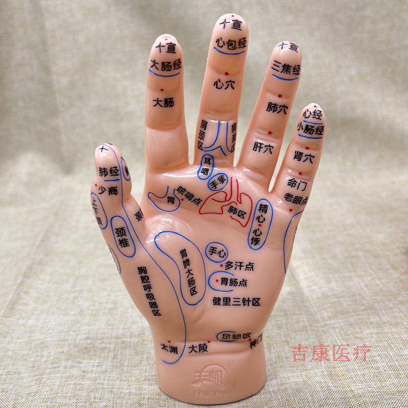 Ear Acupoint Model for Acupressure Massage Self-Care Routine, 13 cm PVC Reflexology Study Tool - Image 3