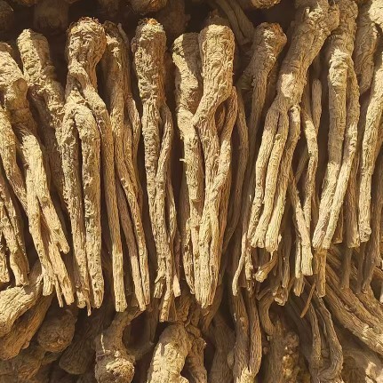 Whole Root Dried Angelica from Min County, Gansu, Sulfur-Free, Direct from the Place of Origin, and Processing of Angelica as Chinese Medicinal Herb - Image 2